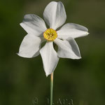 Narcissus poeticus