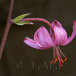 Lilium martagon