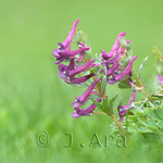 Corydalis solida