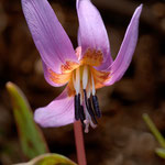Erythronium dens canis