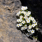 Androsace cylindrica