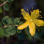 Hypericum nummularium