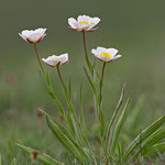 Ranunculus amplexicaulis