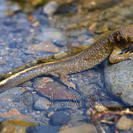 Triton pirenaico, (Euproctus asper)