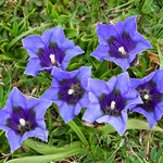 Gentiana acaulis