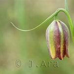 Fritillaria lusitanica