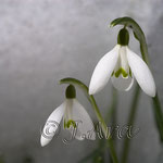 Galanthus nivalis