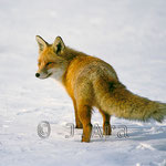 Zorro, (Vulpes vulpes)