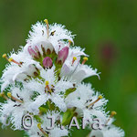 Menyanthes trifoliata