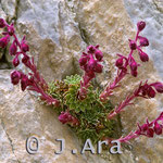 Saxifraga media