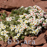 Androsace villosa