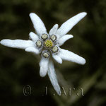 Leontopodium alpinum