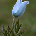Pulsatilla alpina