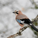 Arrendajo (Garrulus glandarius)