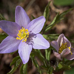 Anemone nemorosa