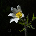 Pulsatilla alpina