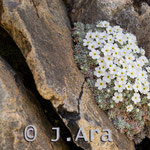 Androsace vandellii