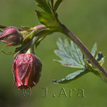 Geum rivale