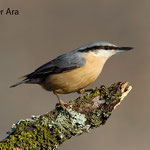 Trepador azul (Sitta europaea)
