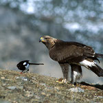 Aguila real (Aquila chrisaetos)