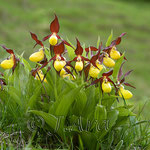 Cypripedium calceolus