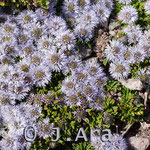 Globularia repens