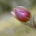 Pulsatilla vernalis
