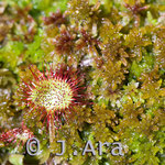 Drosera rotundifolia