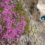 Silene acaulis
