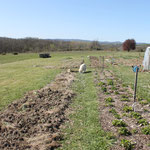Plantations dans le jardin / Au mas de Janita ©