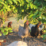 Les productrices de nos oeufs bio ! / Au mas de Janita ©