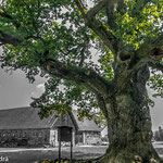 Die 1000 jährige Eiche von Bad Blumau, sie ist die älteste 'Oachn' von Europa