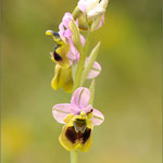 Wespenragwurz (Ophrys tenthredinifera ssp. spectabilis), Mallorca 2011