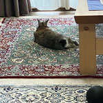 ESFAHAN ザロニムサイズ