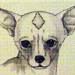 Карликовый чихуахуа. Чихуахуа. Родничок у чихуахуа. Родничок у собак. Гидроцефалия у щенка чихуахуа.