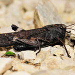 Psophus stridulus, Rotflüglige Schnarrschrecke, Männchen