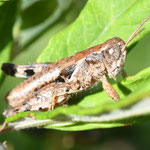 Pezotettix giornae, Kleine Knarrschrecke, Männchen, Italien