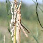 Acrida ungarica,Gewöhnliche Nasenschrecke,  Männchen, Italien