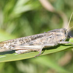 Locusta migratoria cinerascens, Wanderheuschrecke, Männchen, Italien