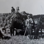 Westerhäuser bei Heuernte