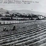 Spargelanlage am Kuckucksberg von August Neubauer (Wirt vom Goldenen Löwen)