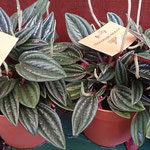 Peperomia russo