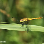 Bloedrode Heidelibel. Female.