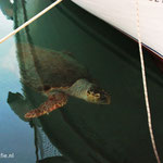 Caretta Caretta schildpad. Zakynthos.