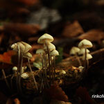 Mycena's