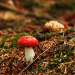 Braakrussula