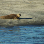 Zeehond op Rottummeroog