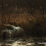 Winter in de natuurgebied De deelen.