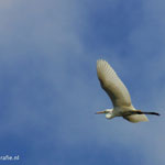 Grote Zilverreiger boven natuurgebied 't Easterskar.