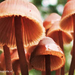 Bloedsteelmycena